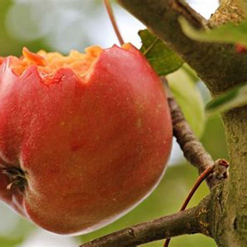 Can you leave apples out for birds?