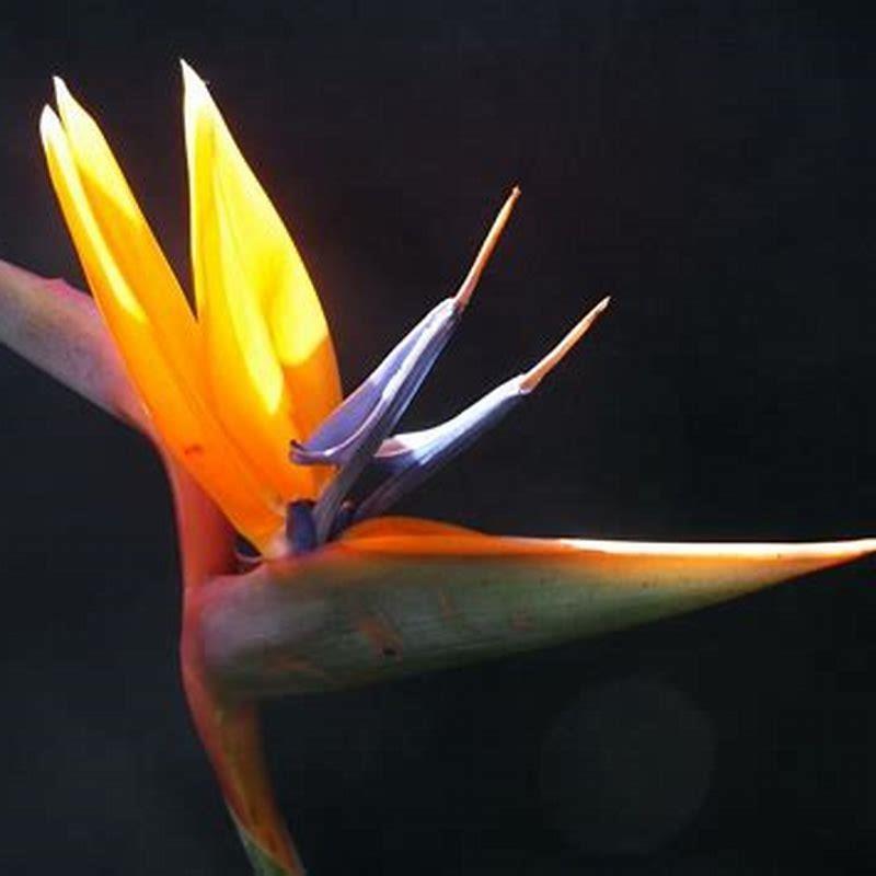 How To Propagate Birds Of Paradise