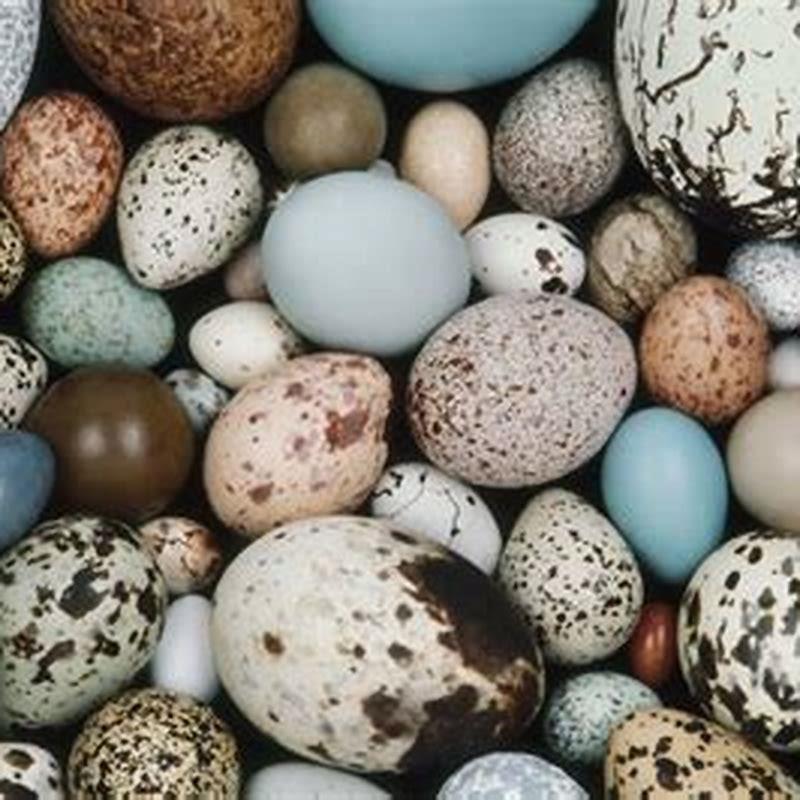 Do All Birds Lay Eggs