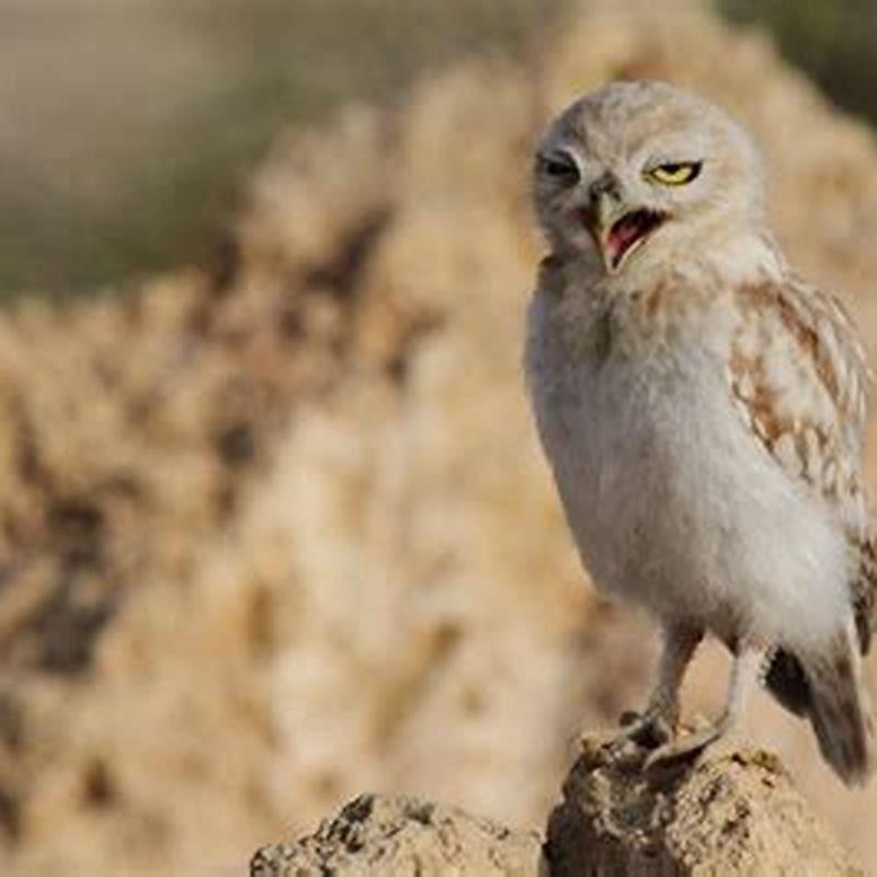 Do all birds sleep standing up?