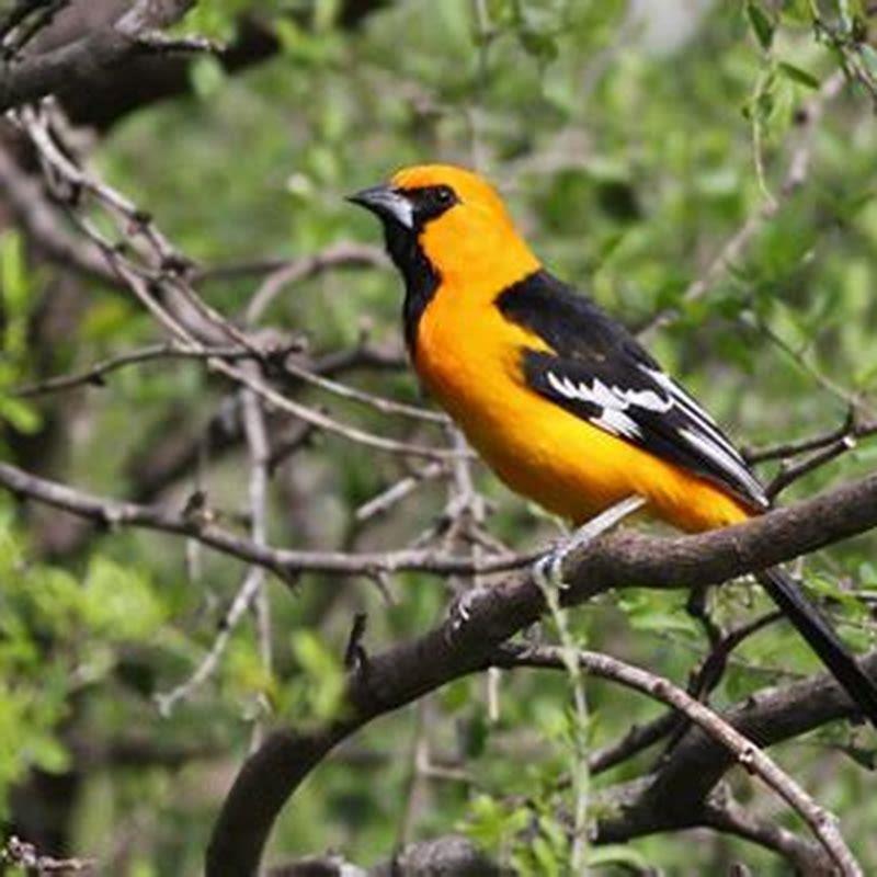 Do Altamira Orioles migrate?