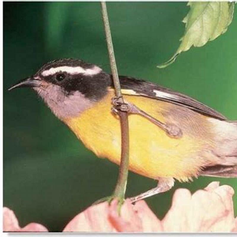 Do Bananaquits eat bananas?
