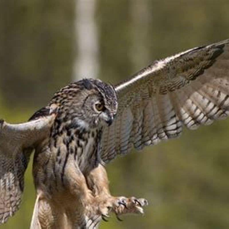 Do Barn Owls eat pigeons?