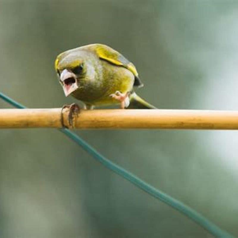 Do birds chase each other for fun?