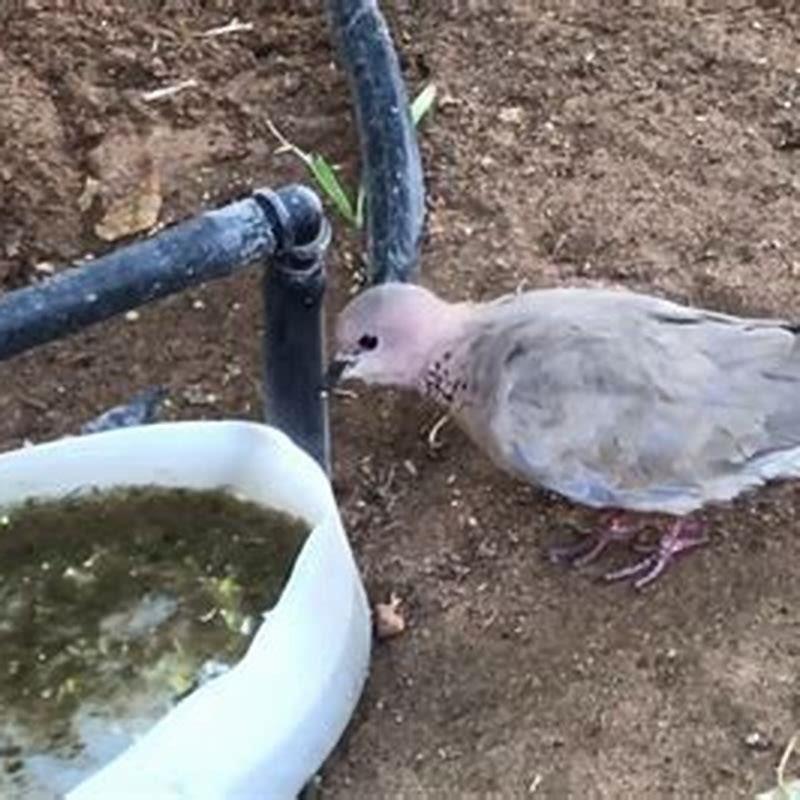 Do birds drink water answer?