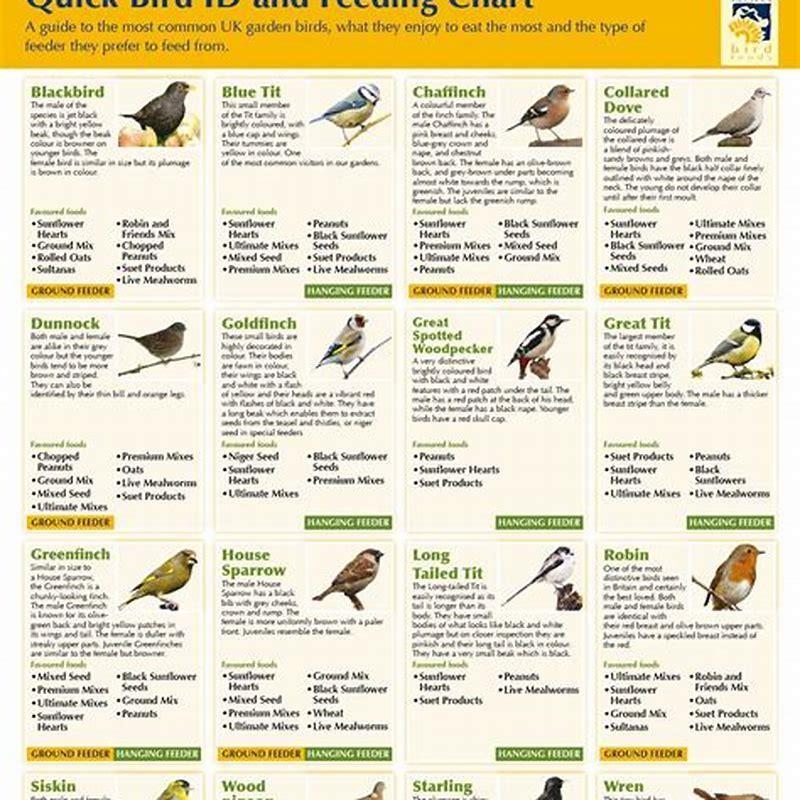 Do birds feed at specific times?