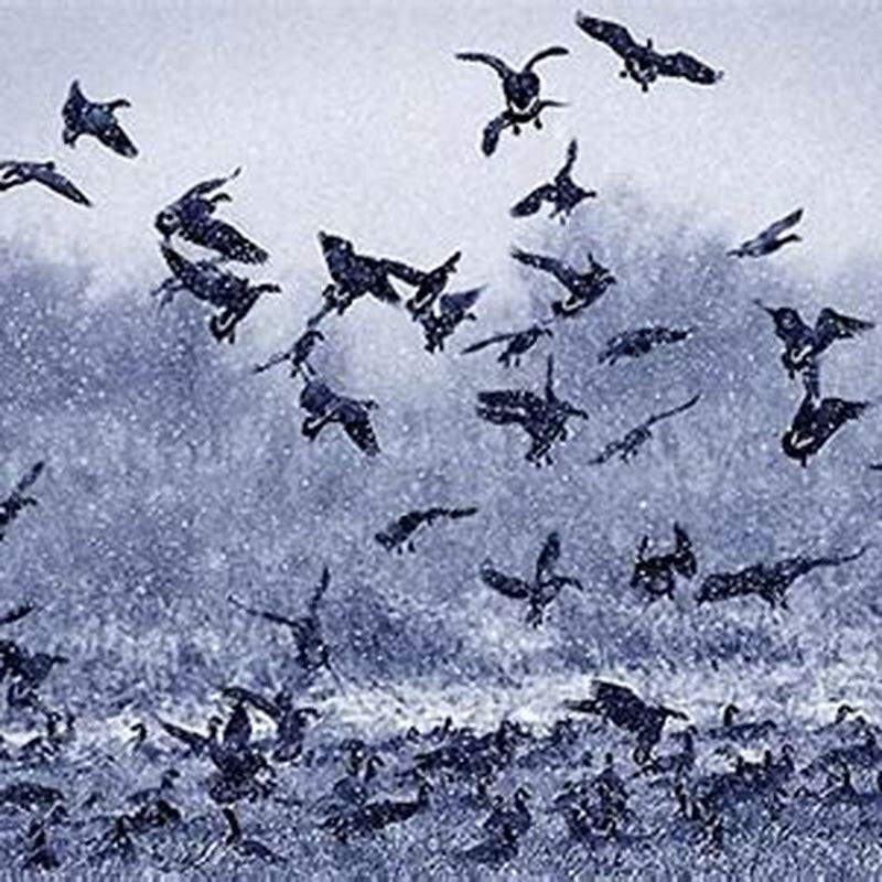 Do birds fly away before a tornado?