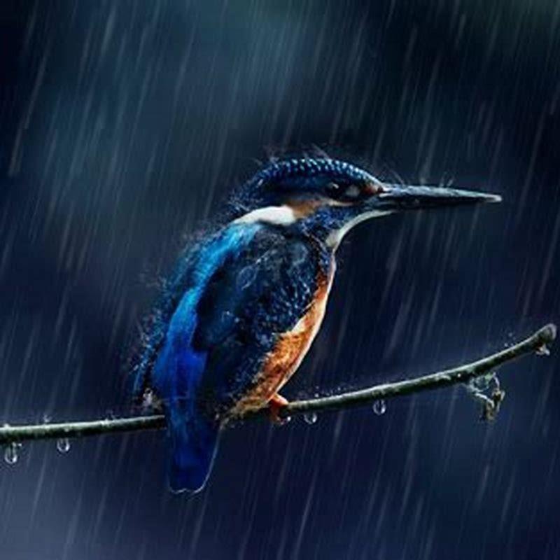 Do birds fly in the rain?