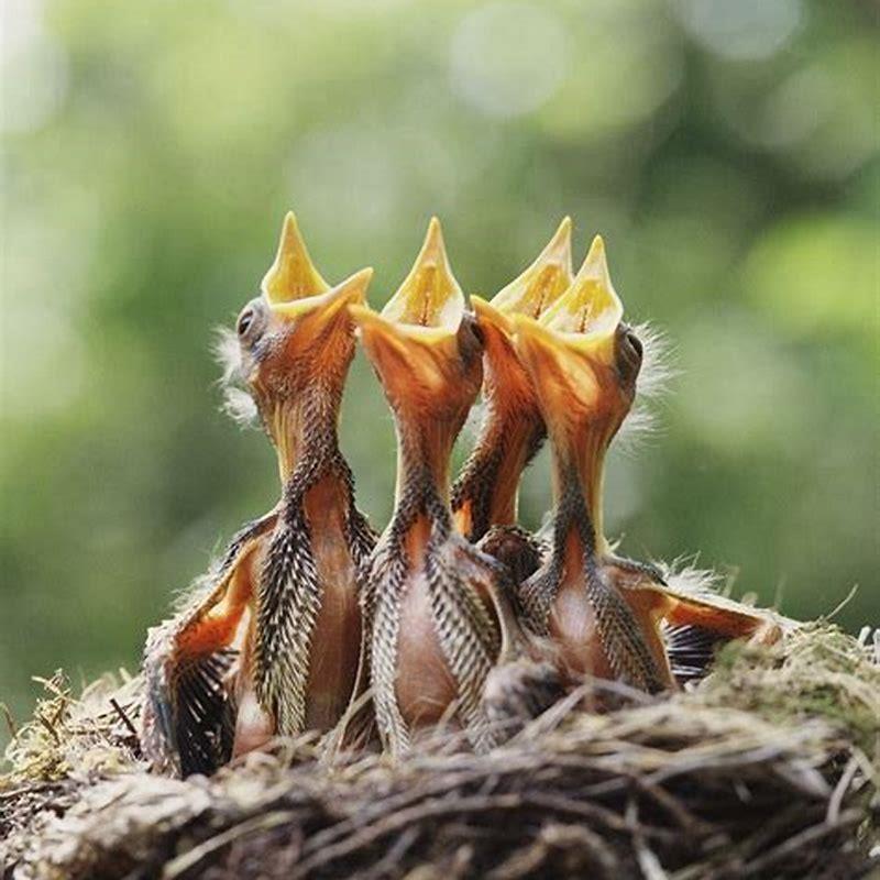 Do birds have babies every year?