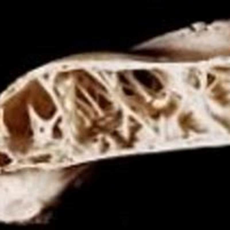 Do birds have solid bones?
