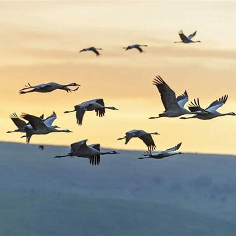 Do birds learn to migrate?