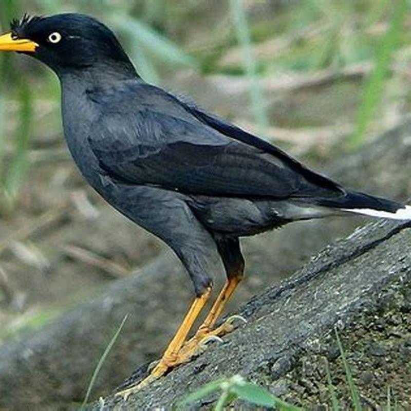 Do birds mimic other bird calls?