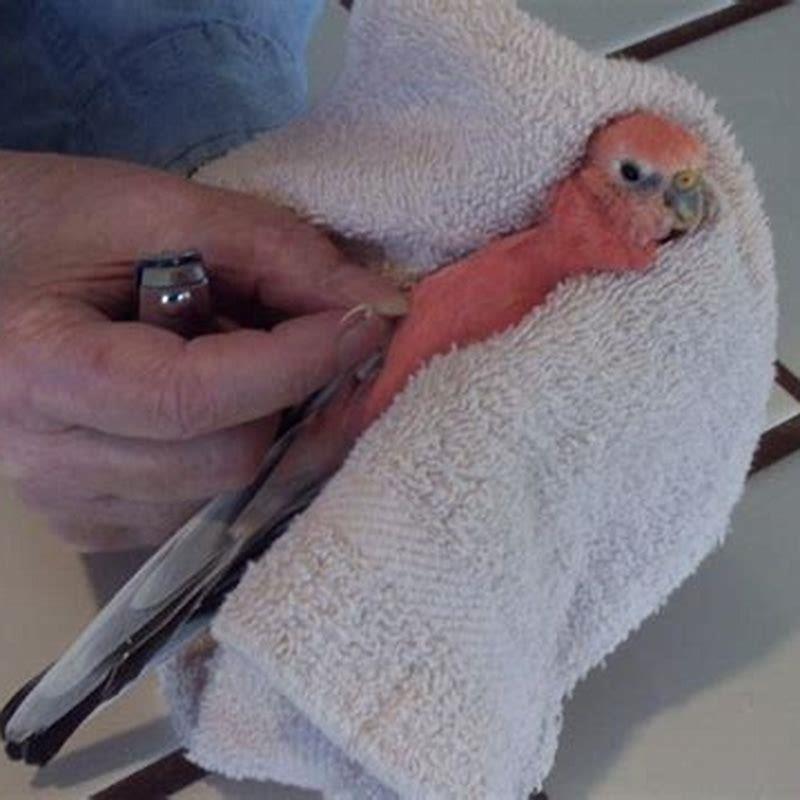 Do birds nails need to be clipped?