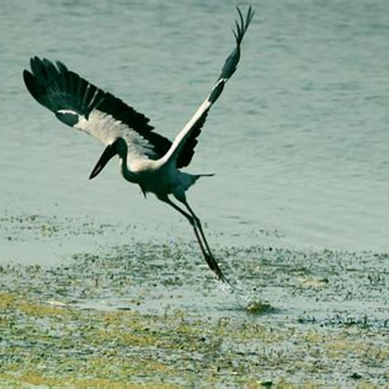 Do birds need to run to take off?
