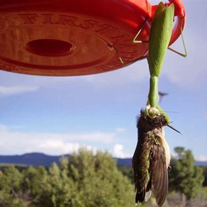 Do birds of prey eat hummingbirds?