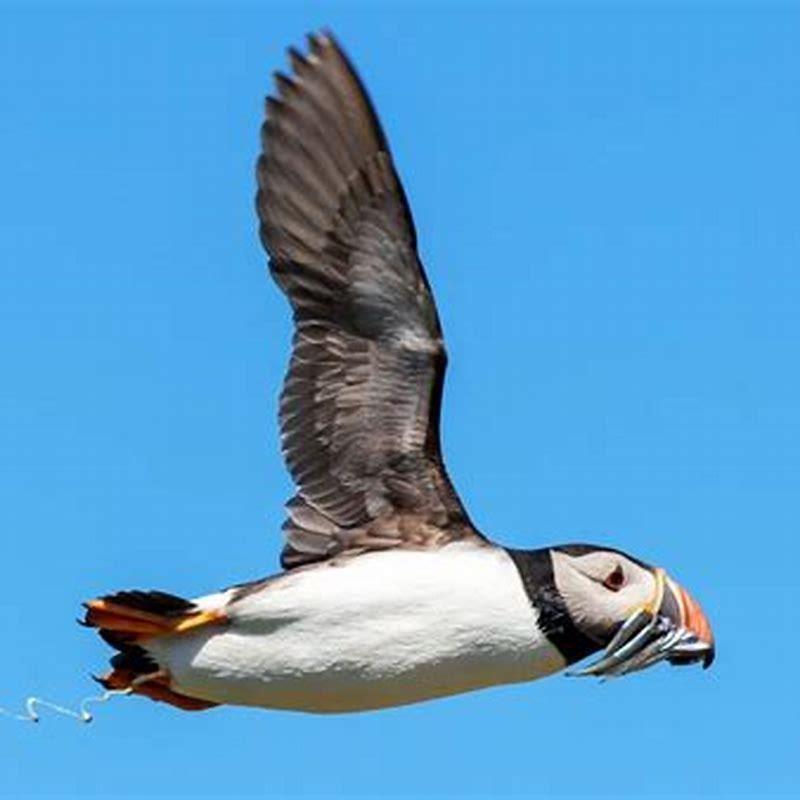 Do birds pee when flying?