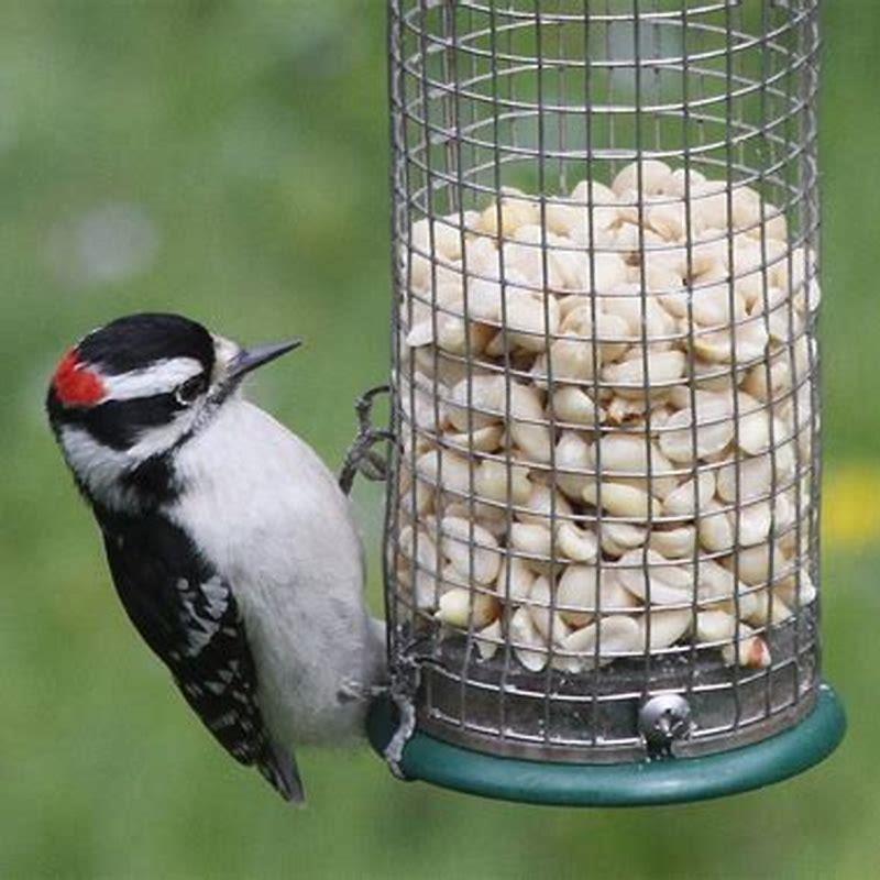 Do birds remember where feeders are?