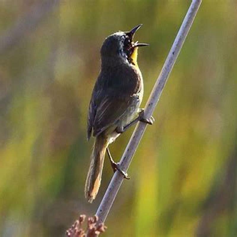 Do birds sing every morning?