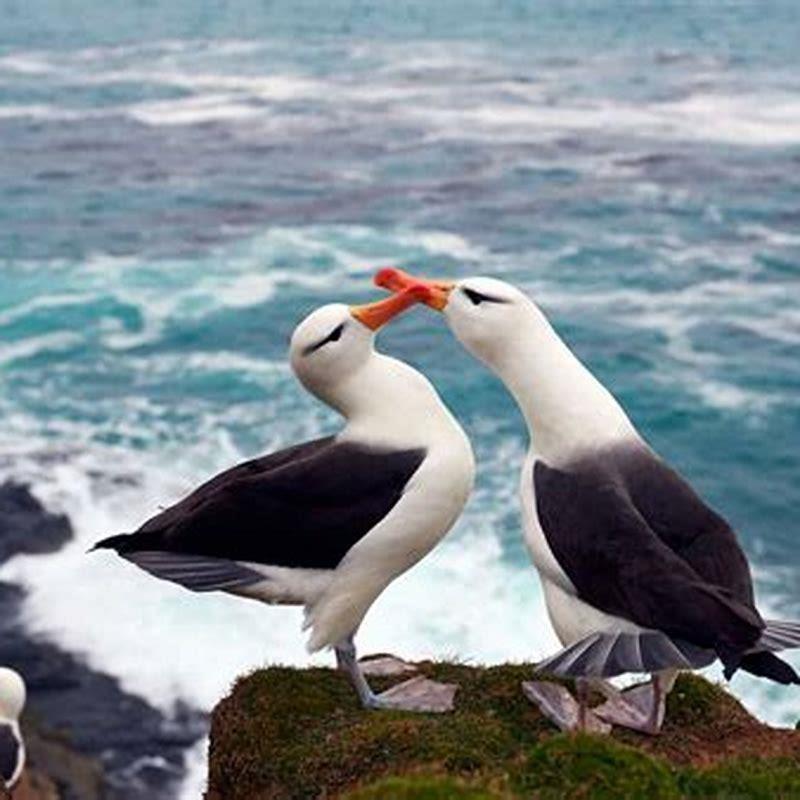 Do birds stay together for life?