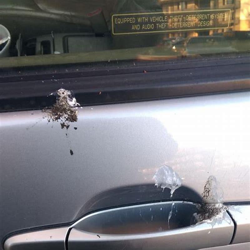 Do birds tend to poop on white cars?