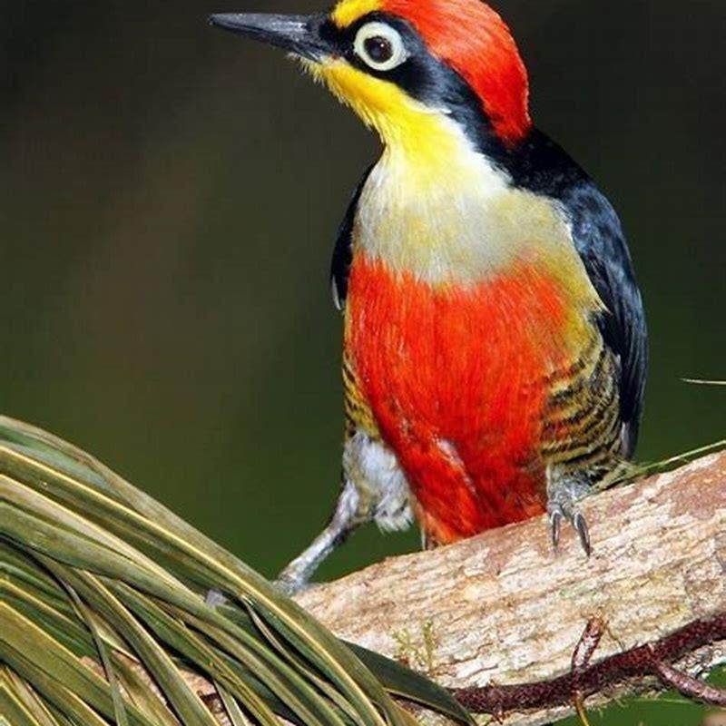 Do bright colours scare birds?