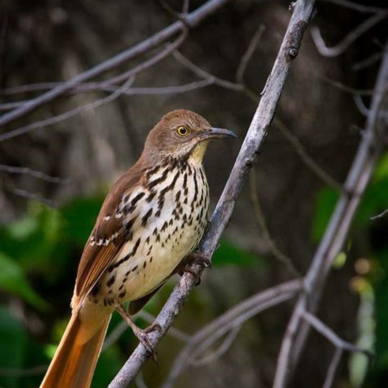 Do brown thrashers kill other birds?