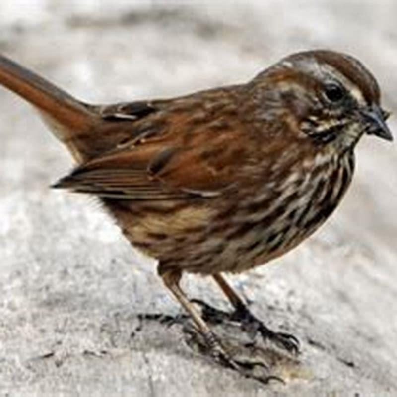 Do cardinals eat termites?