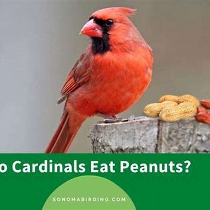 Do cardinals like peanuts?