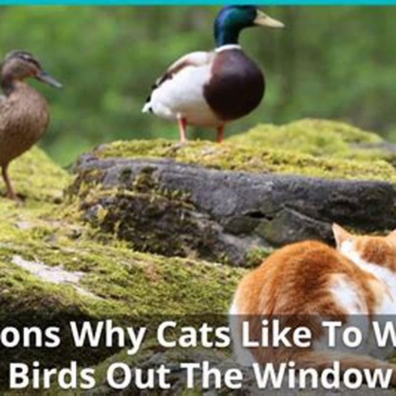 Do cats get frustrated watching birds?