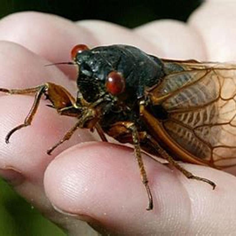 Do cicadas have predators?