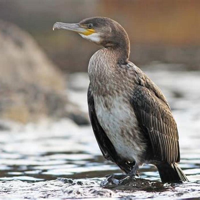 Do cormorants eat birds?