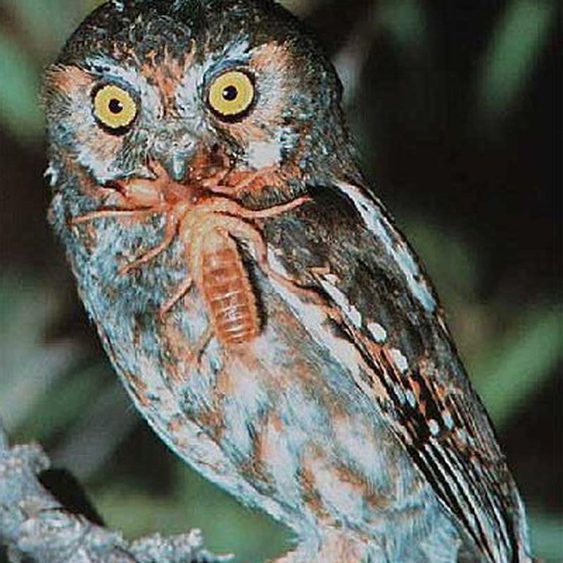 Do elf owls eat birds?