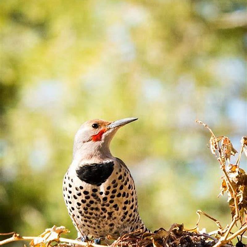 Do flickers eat suet? - DIY Seattle