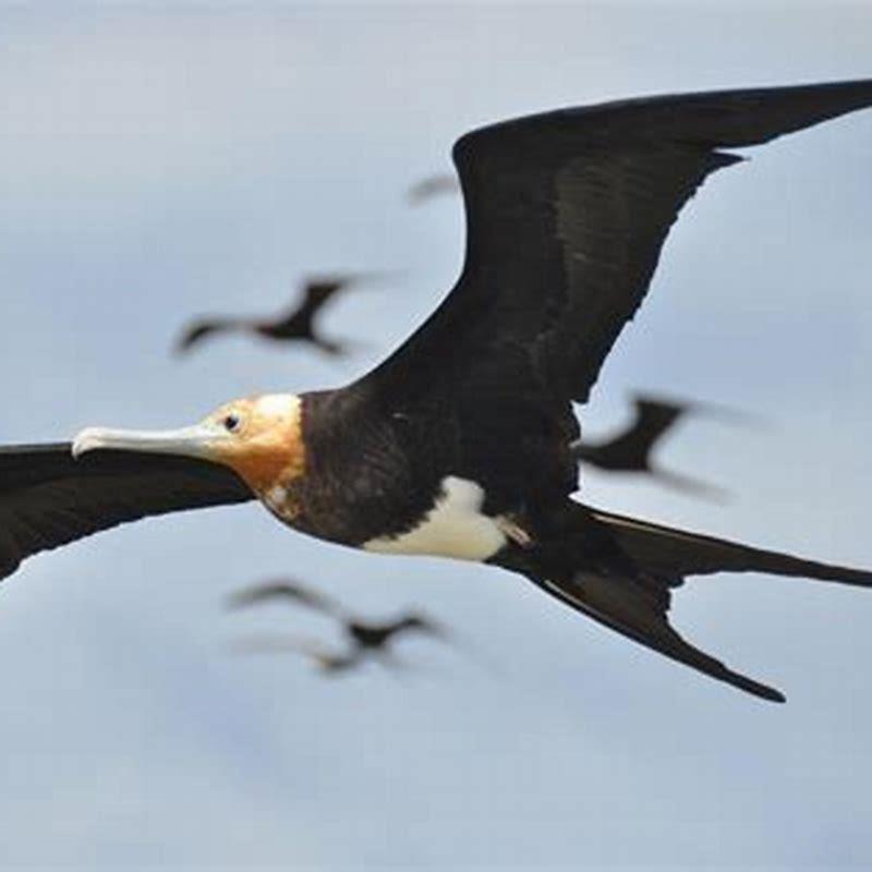 Do frigate birds fly over land?