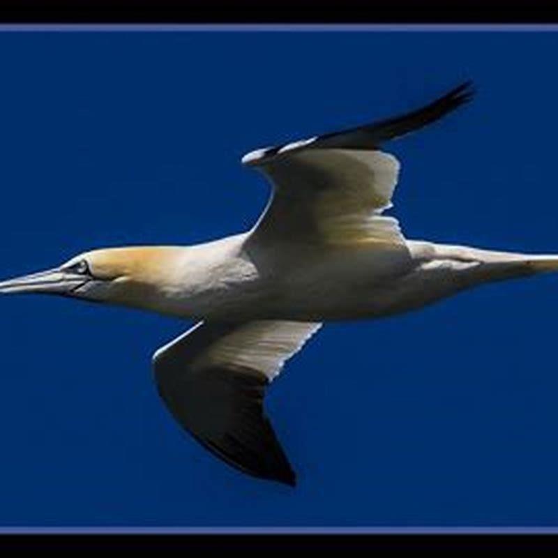 Do gannets have predators?