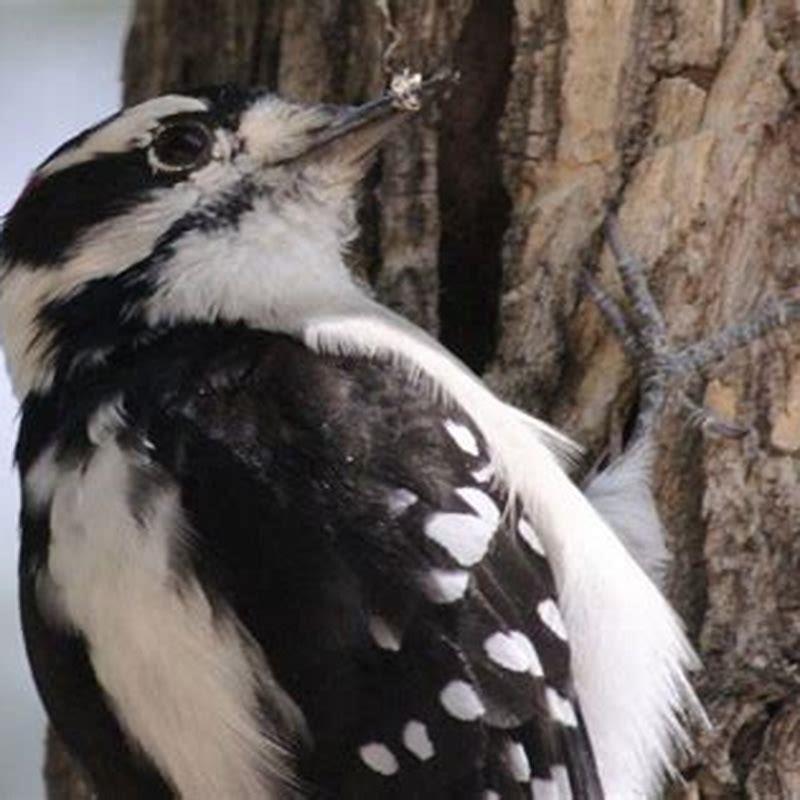 Do Hairy Woodpeckers come to feeders?