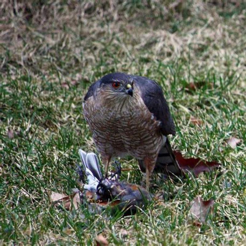 Do hawks eat the whole bird? - DIY Seattle