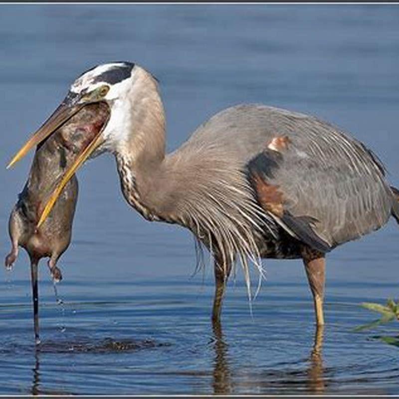 Do herons eat little birds?