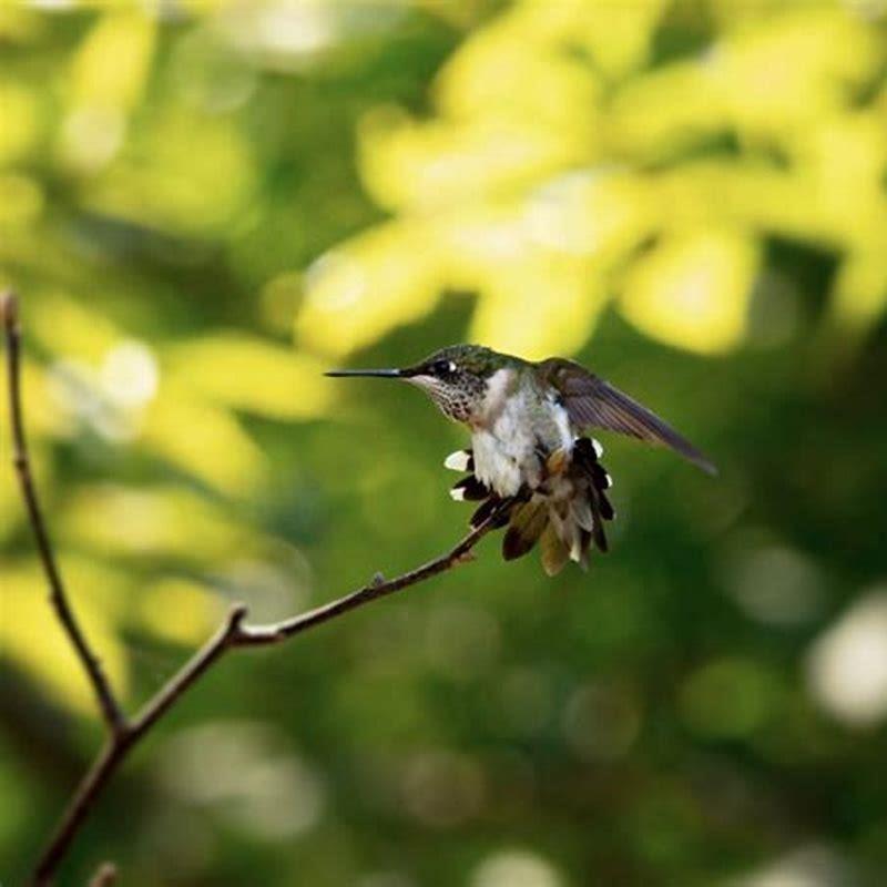 do-hummingbirds-have-a-mating-call-diy-seattle