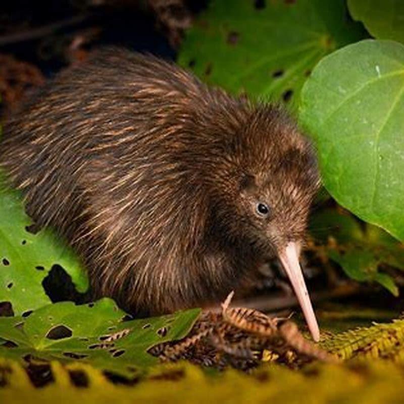 Do kiwi birds only live in New Zealand?