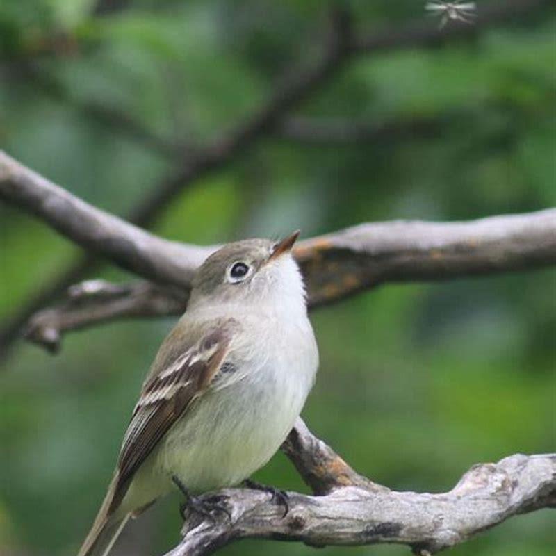 Do least flycatchers migrate?