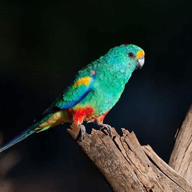 Do mulga parrots talk?