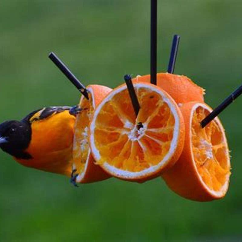 do-orioles-eat-birds-diy-seattle