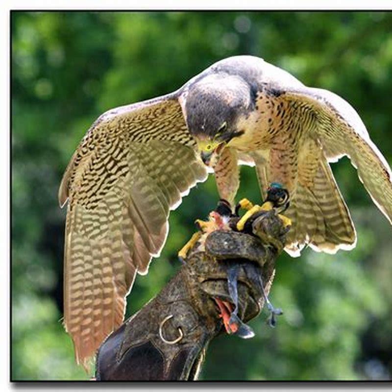 Do owls eat other birds?