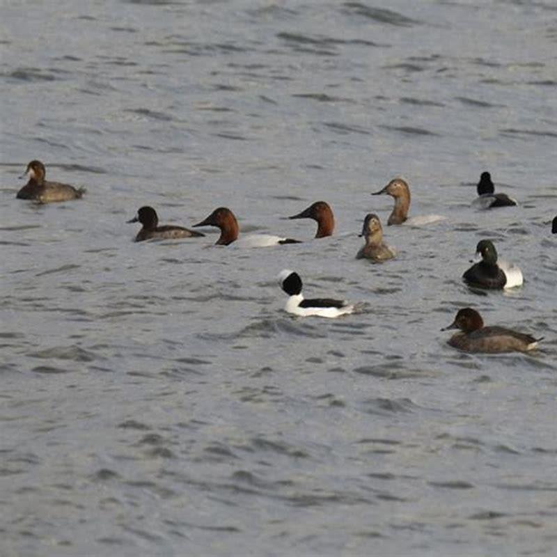 Do red head ducks eat fish?