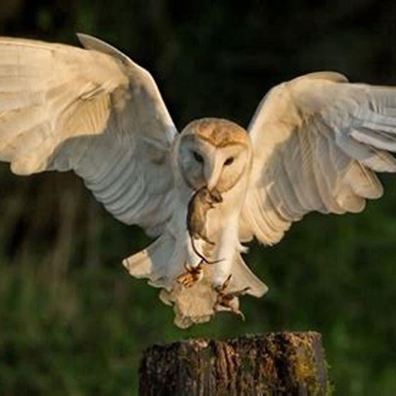 Do screech owls eat flying squirrels?