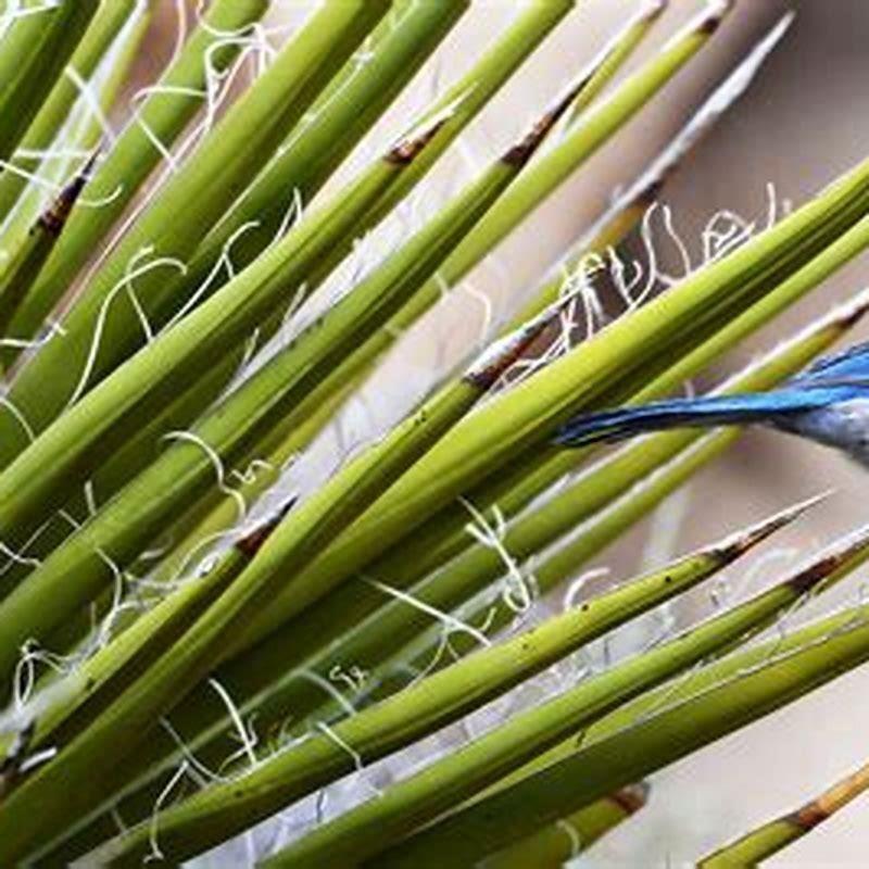 Do Scrub-Jays eat birds?