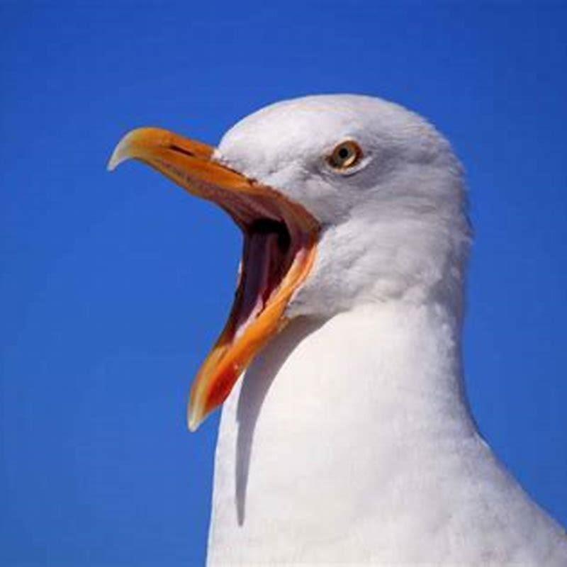 Do seagulls live in the Arctic? - DIY Seattle