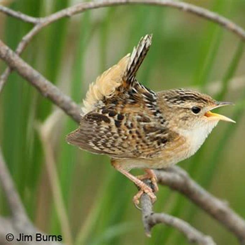 Do sedge wrens sing at night? - DIY Seattle