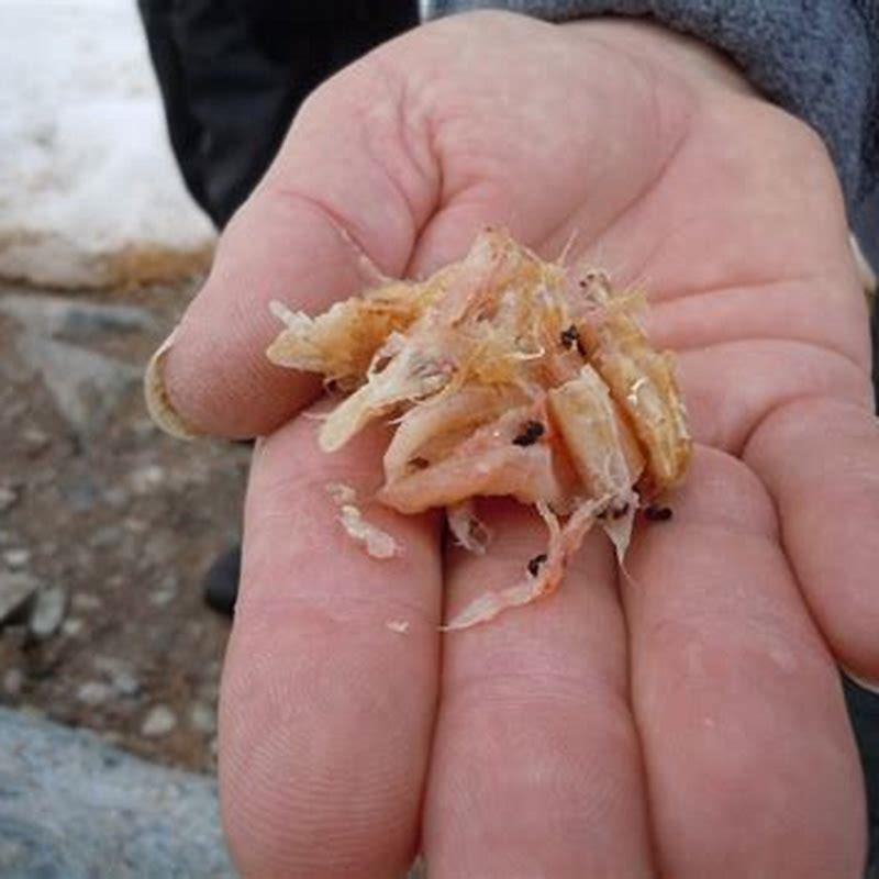 Do Shearwaters eat krill?